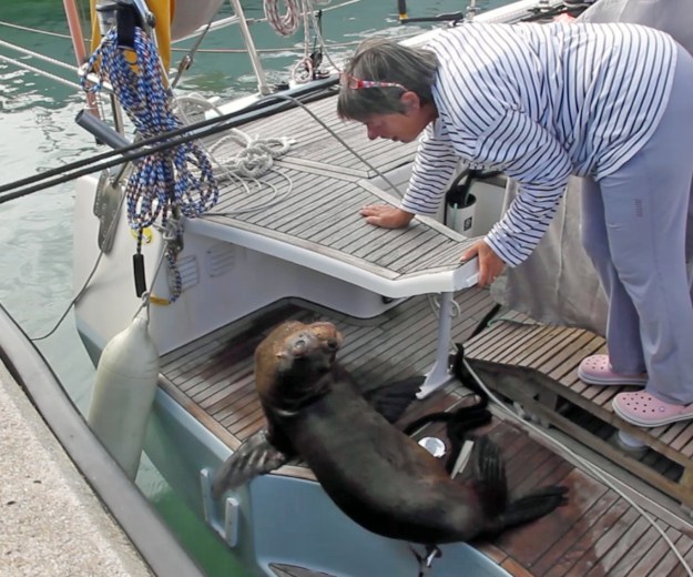 otarie sur le bateau