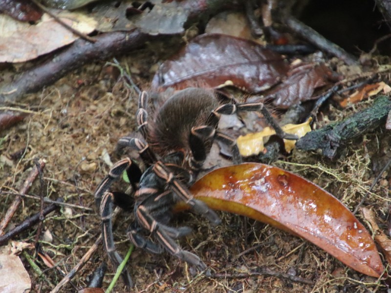 Rio Négro &laquo;&nbsp;dernier jour&nbsp;&raquo;