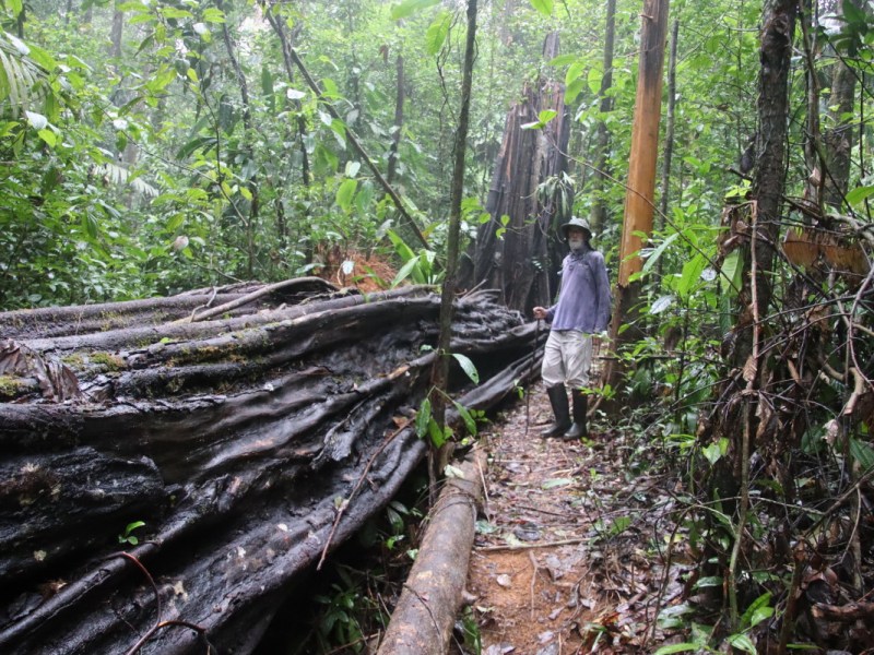 Balade dans la réserve naturelle de Trèsor (montagne de&nbsp;Kaw)
