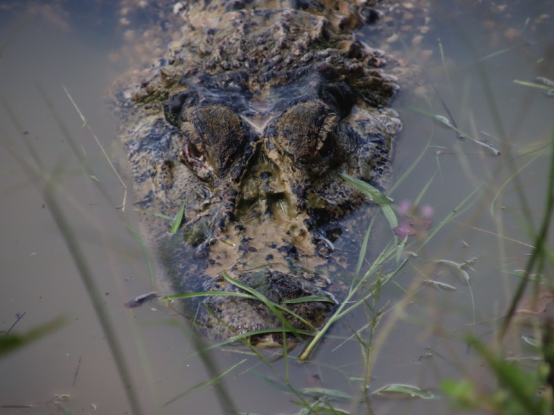 Le Zoo de&nbsp;Guyane