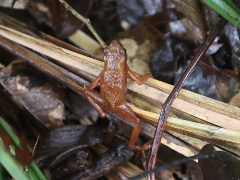 Réserve naturelle du Mont Grand&nbsp;Matoury
